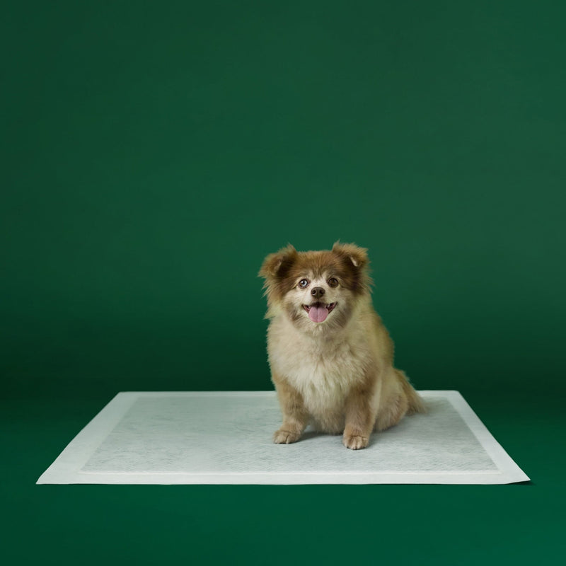 Disposable Dog Pee Pads with AbsorbShield+ Technology Y2
